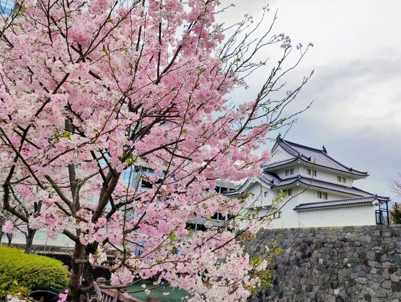 静岡の桜①.jpg