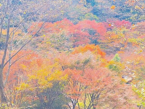 【2024年版】静岡県の紅葉の名所をご紹介！東部・中部・西部エリア別の絶景スポット見頃の時期ライトアップ (2).jpg