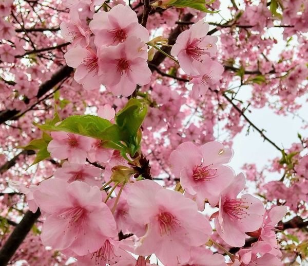 桜 咲い てる