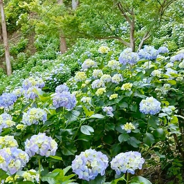 makinohara (2).jpg